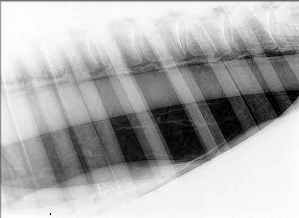 Figure 5. A laterolateral radiograph of the caudal thorax of a horse with pneumothorax, and characteristic loss of pulmonary vasculature and bronchi dorsally. Note how obvious the caudal thoracic aorta appears and the clarity of the ventral margin of the vertebral bodies.