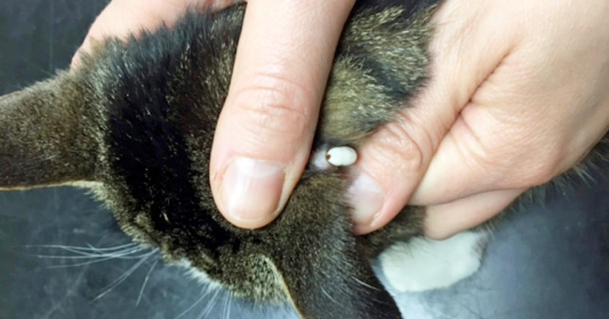 how can you tell if your cat has ticks