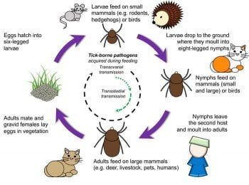 Figure 2. A model of a tick life cycle.