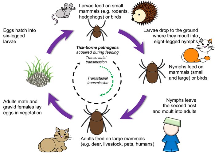 Paralysis Tick Life Cycle
