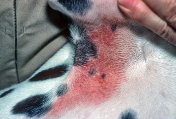Figure 4. Signs of atopic dermatitis. Image: Candace Sousa