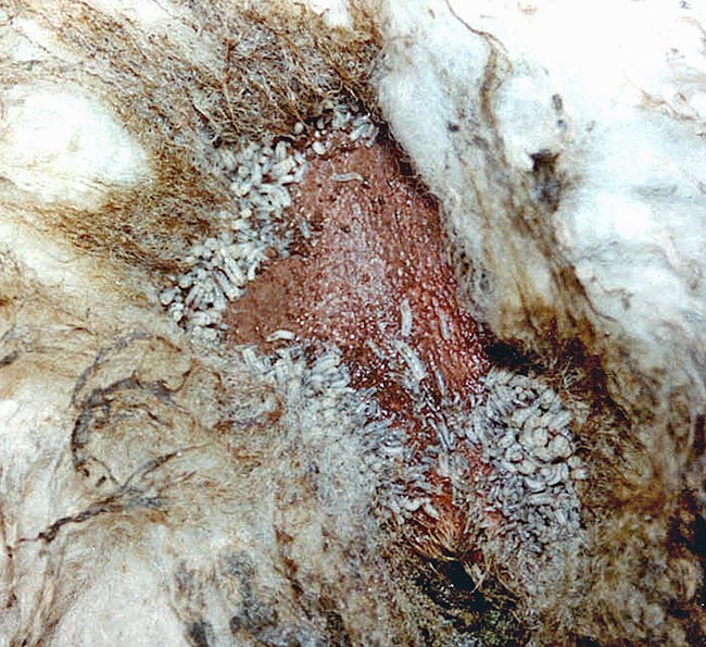 Figure 3. Maggots (larvae) of blowflies observed on a sheep wound where they feed on necrotic tissues and cause considerable traumatic damage to the skin. Image © Richard Wall