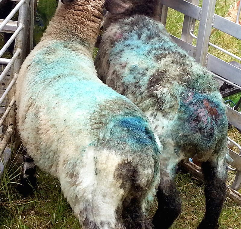 Figure 4. Two sheep treated for breech strike using the pour-on pyrethroid cypermethrin, plus topical oxytetracycline spray. It is clear the most affected animals have significantly lower growth rates. Image © Fiona Lovatt