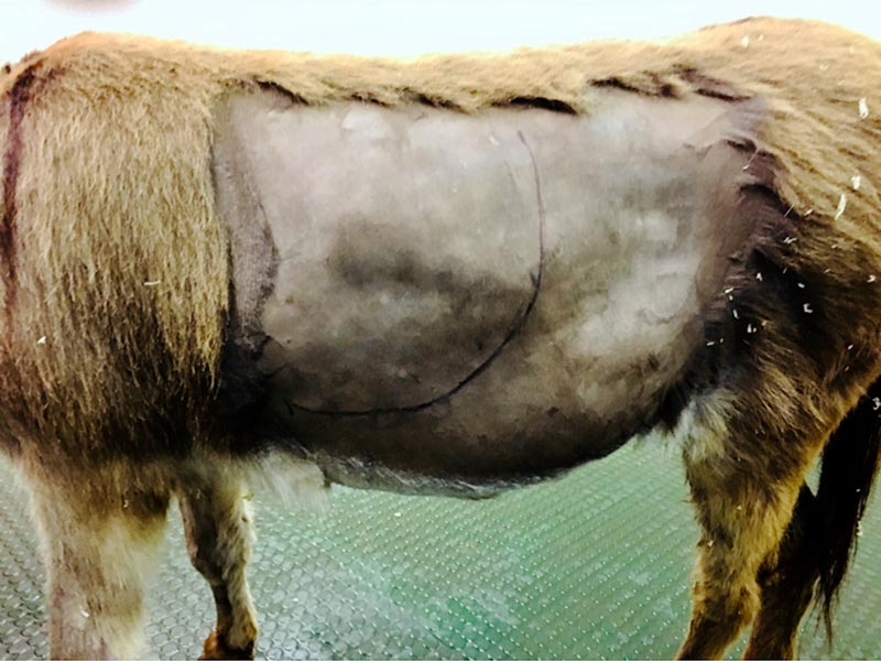 Figure 3. The caudoventral border of the stomach, as visualised ultrasonographically, in a donkey with a gastric impaction.