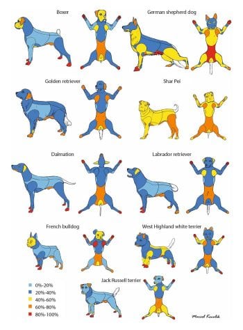 Figure 1. Breeds of dog showing variation in atopic dermatitis-affected parts of the body. Image: Marcel Kovalik / CC BY 4.0