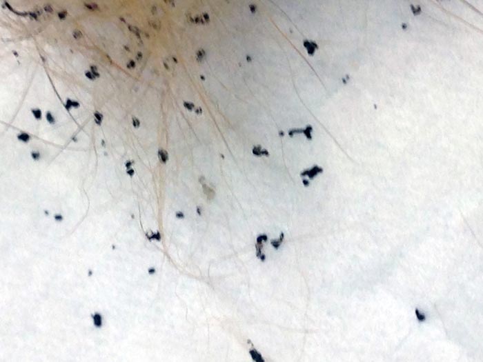 Figure 4. Flea dirt found on coat brushing of the patient in Figure 3.