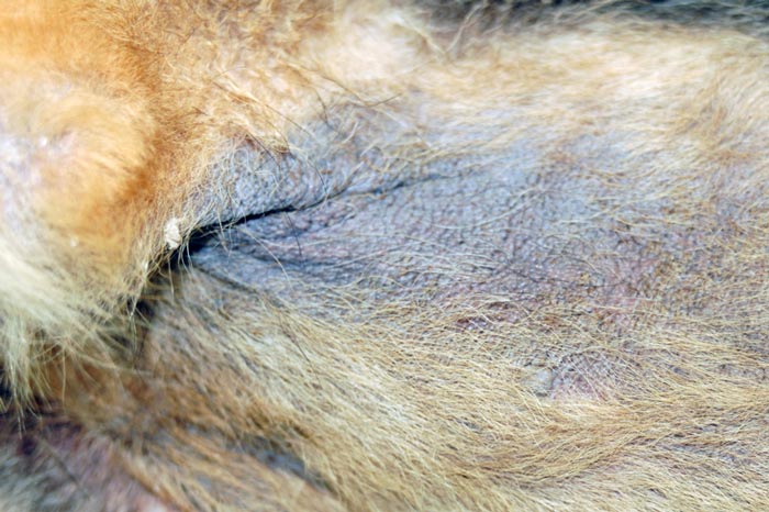 Figure 2. A German shepherd dog with lesions consisting of lichenification, erythema, hyperpigmentation and greasy seborrhoea affecting the axillae, cranial and ventral chest, and ventral abdomen.