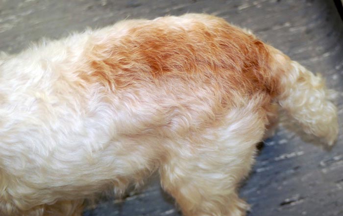 Figure 5. A West Highland white terrier with flea allergic dermatitis. Note the caudo-dorsal coat discolouration.