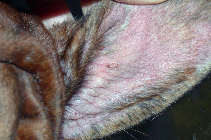 Figure 6. Pinnal erythema, crusted papules and lichenification in a dog with sarcoptic mange.