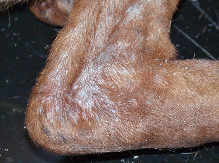 Figure 7. This patient had alopecia and erythema with classical lesion distribution for sarcoptic mange affecting the pinna, elbows and, in this picture, the hocks.