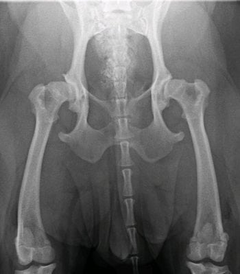 Figure 2. Ventrodorsal radiography of Amber’s hips. Note the bone changes on both coxofemoral joints.