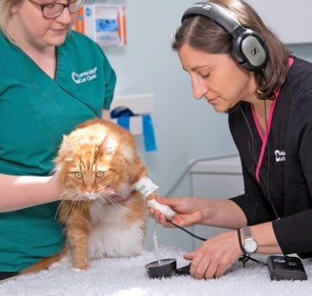 Figure 1. Blood pressure should always be measured with the cat as relaxed as possible. Multiple measurements should be taken and averaged to ensure accuracy, and ideally repeated at different times. The Doppler method is considered the most accurate and repeatable. Headphones allow measurement to be taken as quietly as possible.