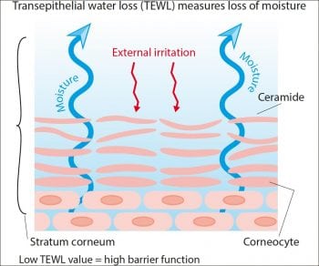 Figure 2. Transepithelial water loss is an estimate of the water lost from inside to outside of the skin.