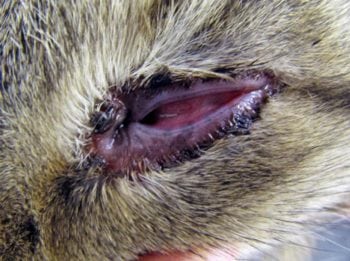 Figure 5. A cat with cutaneous adverse food reaction (CAFR). Image: Elise Robertson