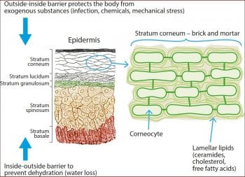 Figure 1. The skin as a barrier.