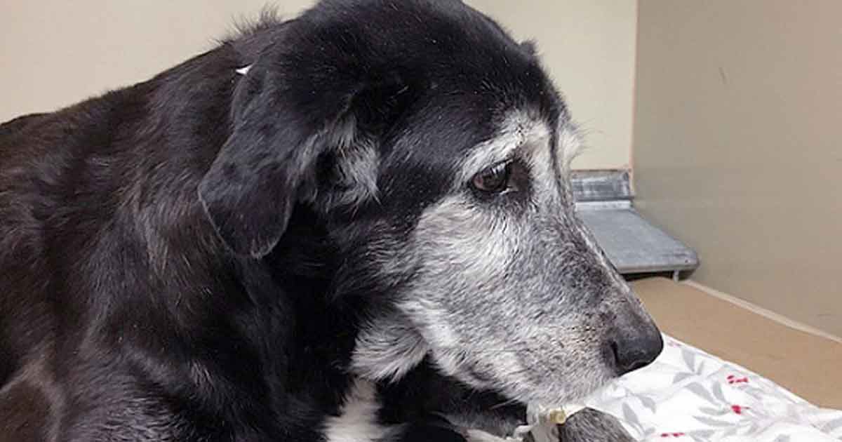 Figure 1. An older dog showing a greying of the muzzle. Image: Julie Churchill