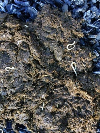Pinworm adults in horse dung.