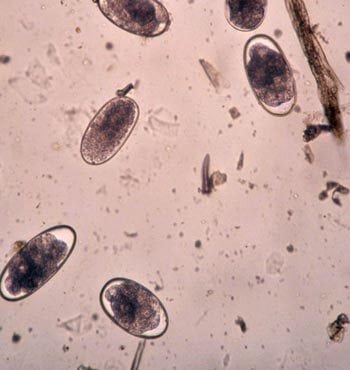 Strongyle eggs in faecal egg count test.