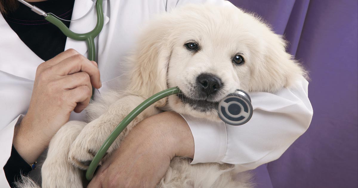 What to Know Before Transporting Dogs and Cats to Finland What to Know Before Transporting Dogs and Cats to Finland