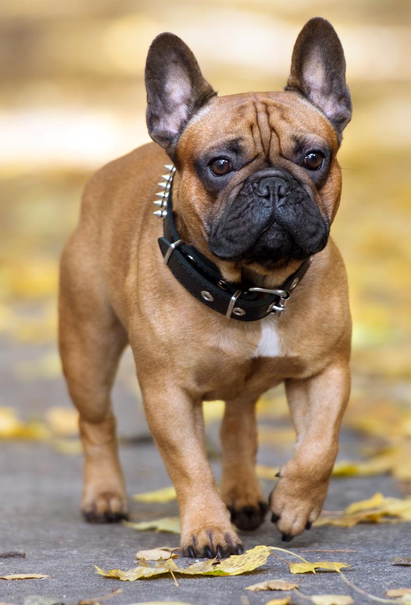 "The French bulldog had overtaken the Labrador retriever as the UK’s most registered puppy for the first time, with 8,403 French bulldog puppies registered in the first quarter of 2018, compared to 7,409 Labradors." Image © otsphoto / Adobe Stock