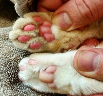 gerardo_paws