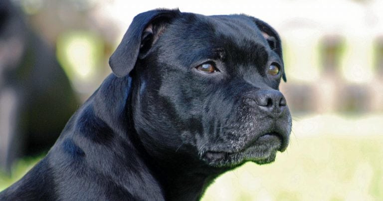 Staffy cross sales breeds list
