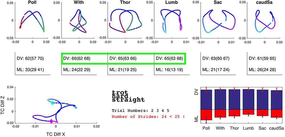 Figure 2b. IMU data from horse with back pain on palpation and poor performance under saddle. We would expect to see an increase in dorsoventral movement in the mid-thoracic and cranial lumbar spine (Figure 2a), but the data in Figure 2b shows no appreciable increase in dorsoventral movement in this region – suggesting a reduction in flexion-extension movement (“moving like a table”). Image © Thilo Pfau