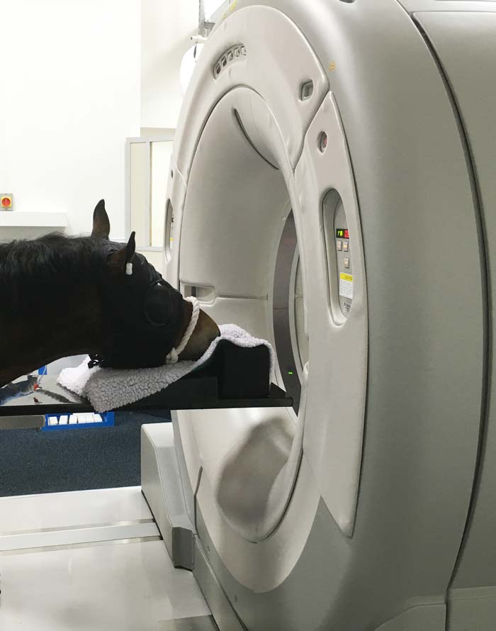 CT scanner with horse. 