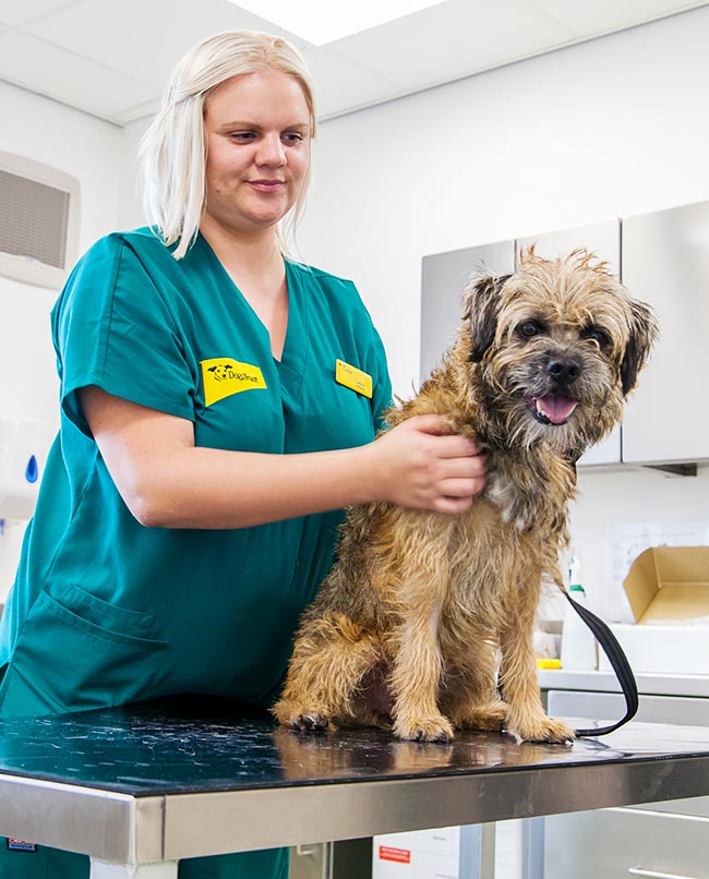 Animal Star Awards. Laura-Jo Round has been nominated for the Veterinary Nurse of the Year award.