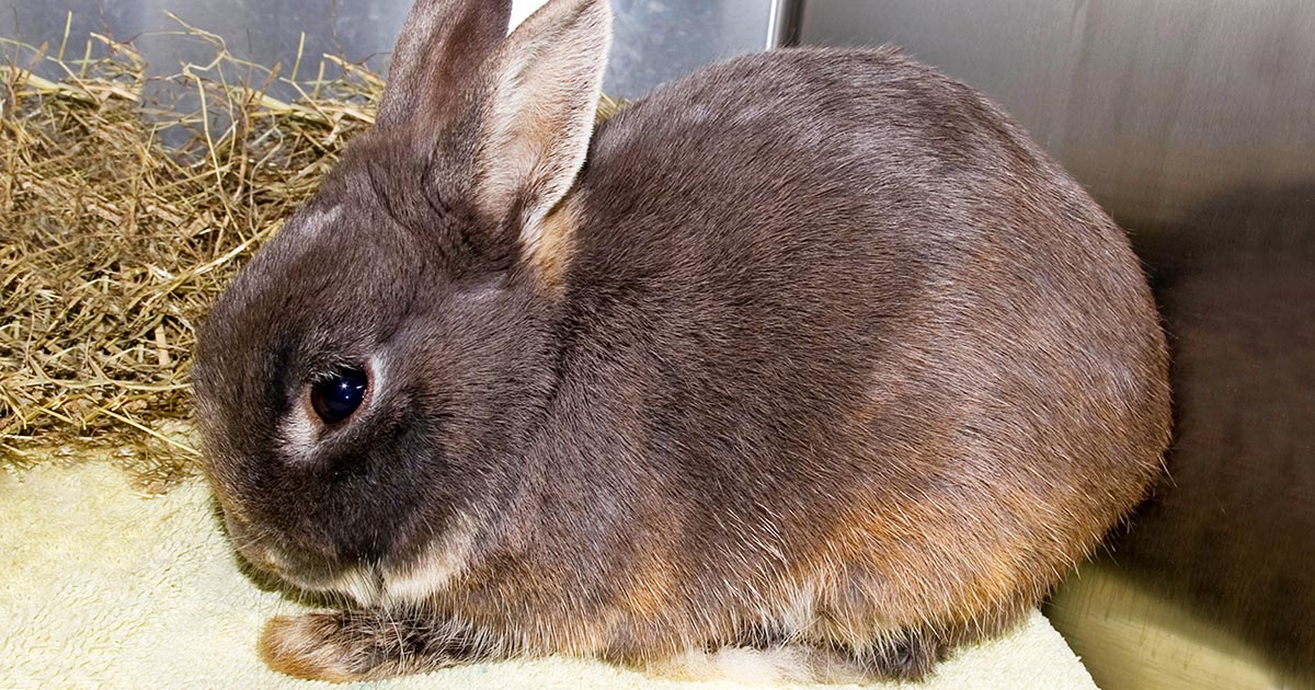 Rabbits with the rabbit viral haemorrhagic disease variant may present with a variety of symptoms, including vague signs of discomfort and gastrointestinal stasis. Image © Frances Harcourt-Brown
