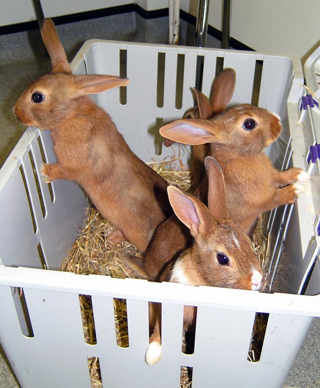 A group of young rabbits arriving in practice for vaccination.