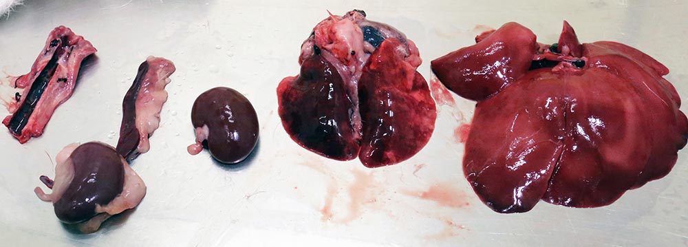 Following a gross postmortem examination, samples of liver may be submitted for PCR for rabbit viral haemorrhagic disease (RVHD) 1 and 2, if RVHD is suspected.