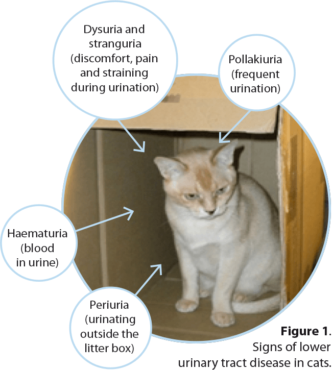 Figure 1. Signs of lower urinary tract disease in cats.