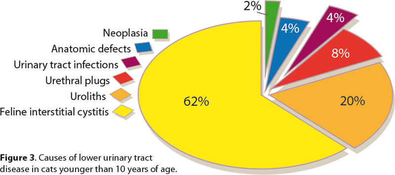 Figure 3. Causes of lower urinary tract disease in cats younger than 10 years of age.