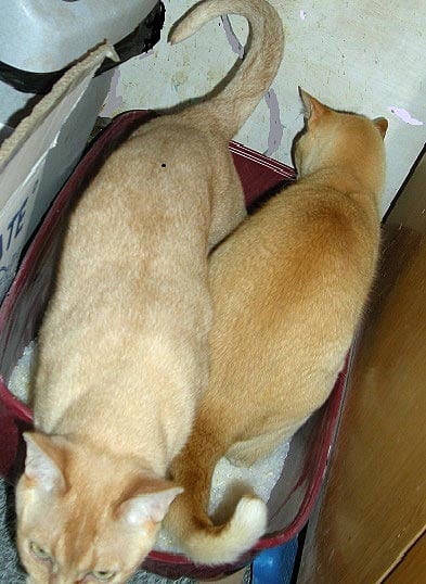 Figure 4. Ideally, one litter box for each cat, plus one additional box, should be placed to prevent the competition displayed.