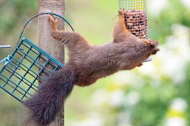 Red squirrels are frequent visitors to bird tables and other feeding stations. Image © Glen Cousquer Photography