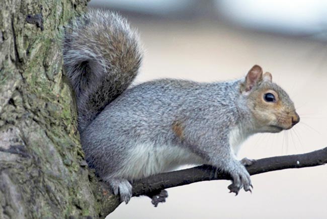 Grey squirrels are seen across much of the UK, where they have outcompeted and largely replaced the indigenous red squirrel. Image © Glen Cousquer Photography