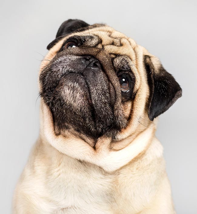 A study has suggested pugs may be at an increased risk of serious neurological complications after surgery for portosystemic shunts. Image © LIGHTFIELD STUDIOS / Adobe Stock