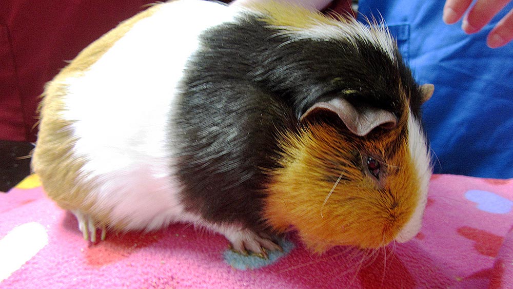 Figure 2. A guinea pig in pain may show a hunched body posture.