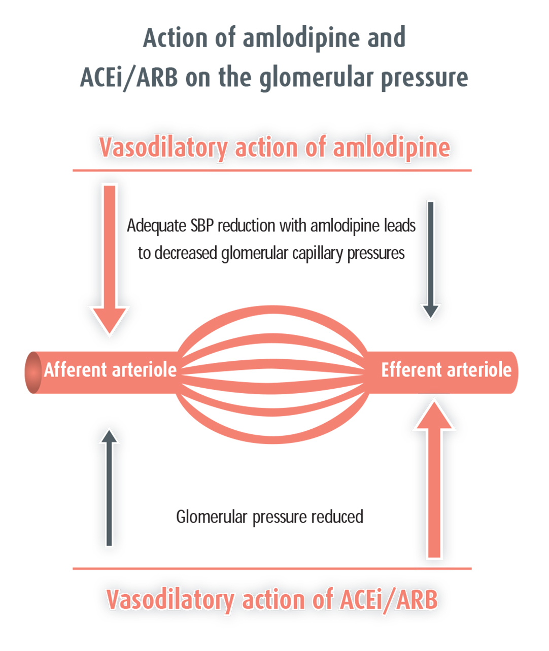 Figure 2. Effect of amlodipine and angiotensin blockade on glomerular pressures. (ACEi = angiotensin converting enzyme inhibitor ARB = angiotensin receptor blocker SBP = systolic blood pressure)