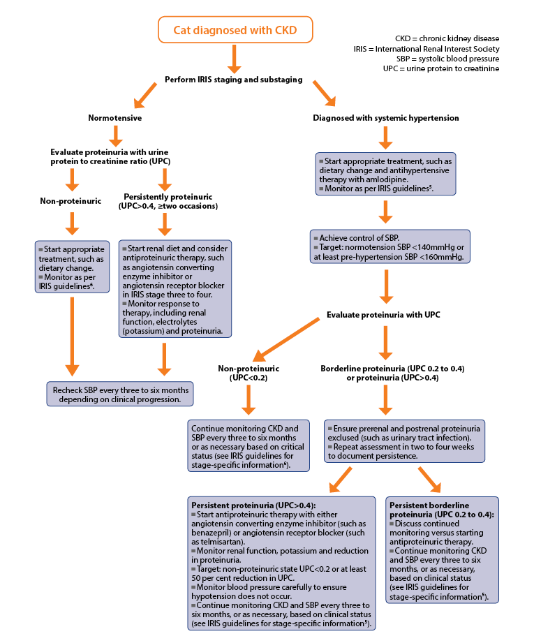 Figure 3. Flow diagram for the management of hypertension and proteinuria in cats with chronic kidney disease.