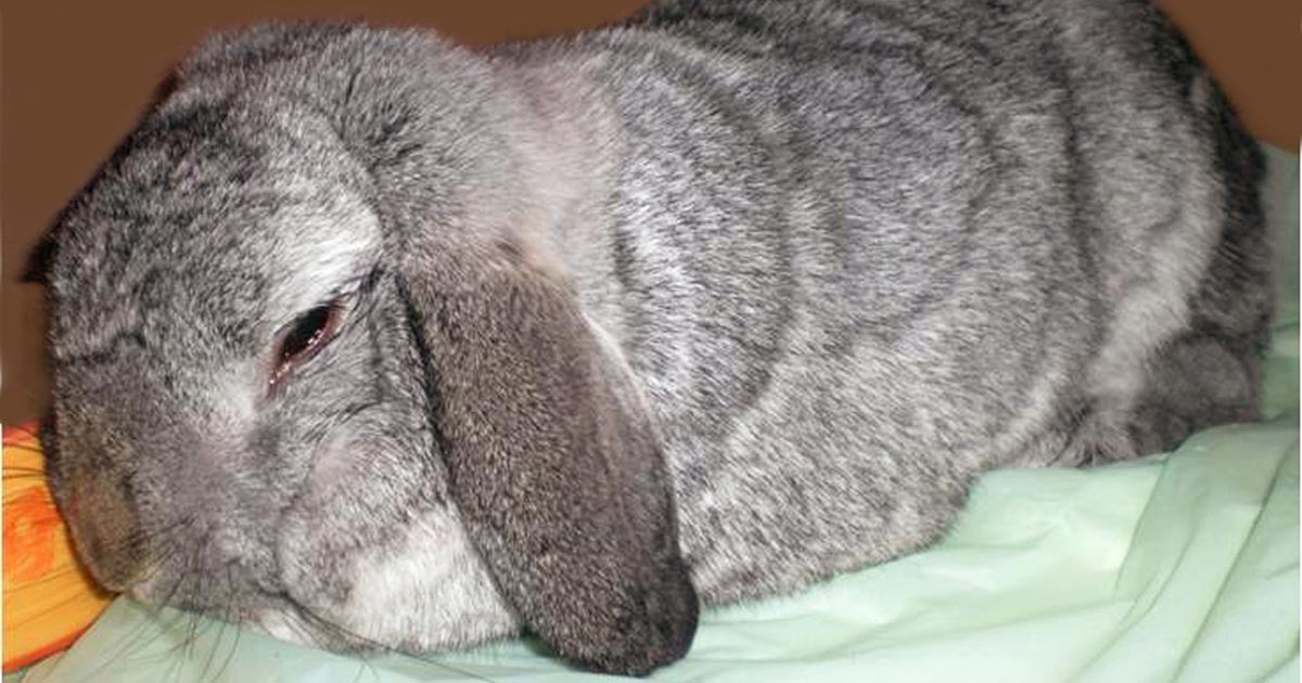 Figure 1. A rabbit in pain may show non-specific signs. In some cases, the animal may show reluctance to move, and its appearance and posture may be abnormal.
