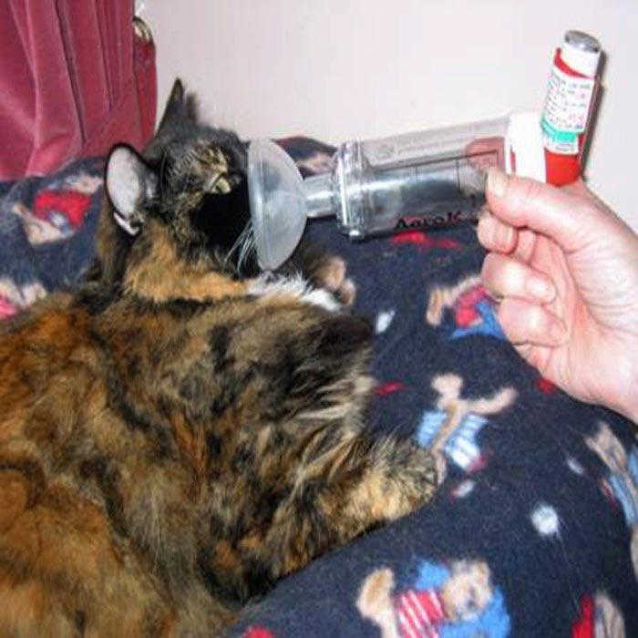 Figure 1. A cat receiving aerosolised terbutaline via a spacer chamber. Image: International Cat Care.