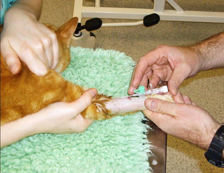 Figure 2. Secure IV access should be maintained in all asthmatic cats undergoing anaesthesia to facilitate administration of emergency drugs.