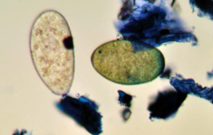 Figure 1. Faecal sample containing a rumen fluke egg (left) and a liver fluke egg (right).