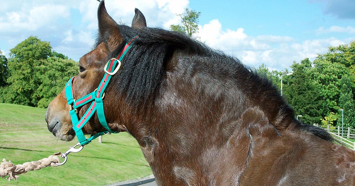 Figure 1. Although estimates vary, it would be reasonable to assume 50% of the UK equine population is overweight or obese.