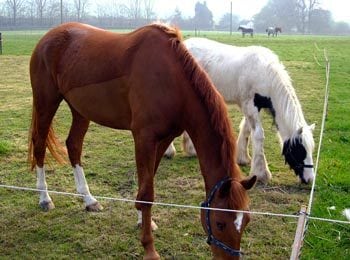 Figure 2. Excess quality and quantity of feed are issues in childhood and equine obesity, such as in these horses that are kept on former dairy grazing.