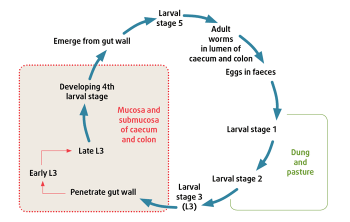 Figure 1. Cyathostomin life cycle.