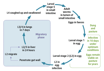 Figure 2. Parascaris equorum life cycle.