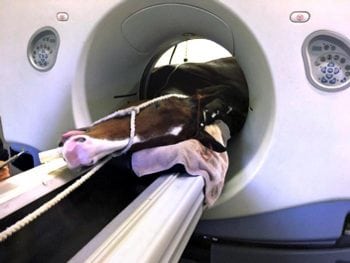 Figure 3a. An anaesthetised patient positioned for CT scan of the neck. Image: Rachel Tucker, Liphook Equine Hospital.